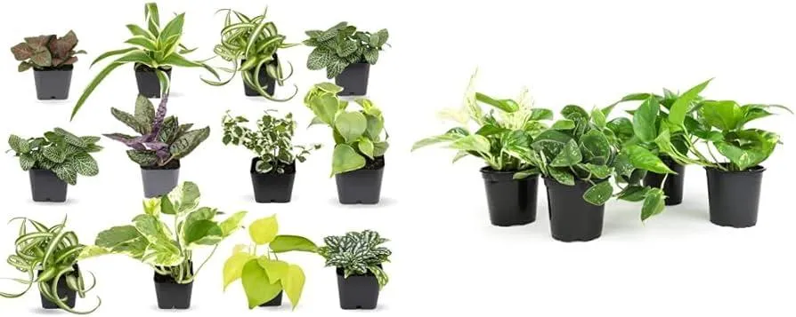 Top 10 Easy to Care for Houseplants That Anyone Can Keep Alive image 4