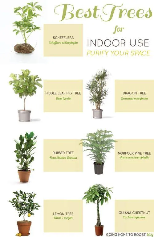 What Are the Best Indoor Trees for Home or Office Decor photo 2