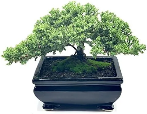 What Are the Best Indoor Trees for Home or Office Decor photo 3