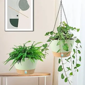 Plants that Cascade Down and Spill Over: Care Tips for Overflowing Houseplants image 4