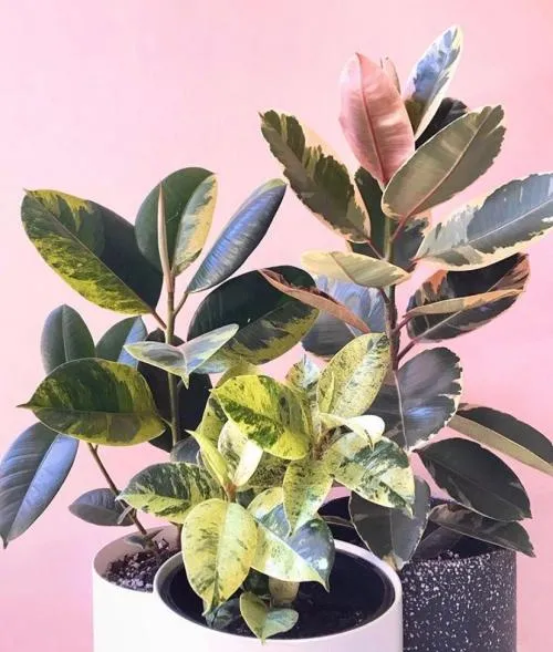 What are Variegated Plants? A Guide to Caring for Variegated Leaf Varieties photo 3