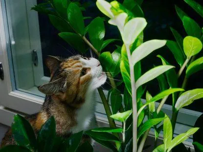 Best Houseplants That Are Safe for Cats – Which Indoor Plants Won’t Hurt Your Feline Friend image 4