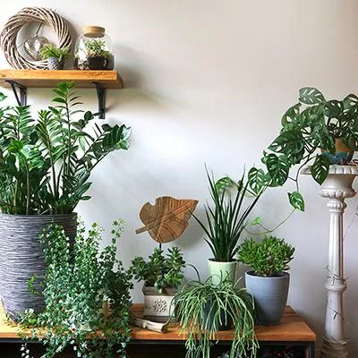 Plants That Thrive Indoors – Choose the Best Houseplants photo 2