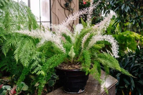 Plants That Thrive Indoors – Choose the Best Houseplants photo 0