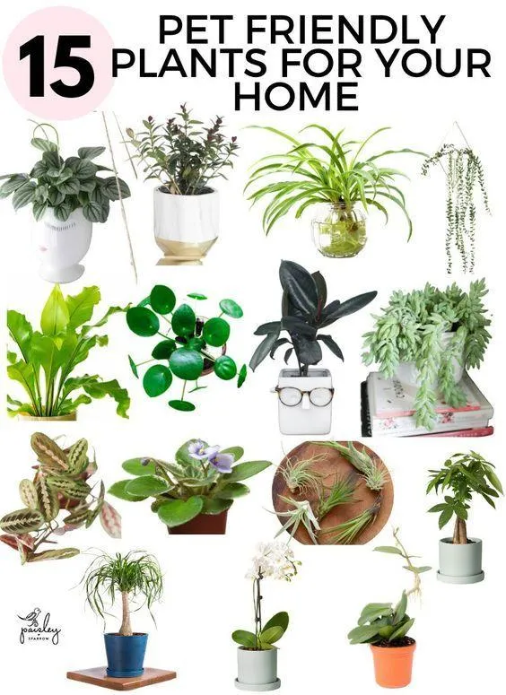 Houseplants Safe for Cats and Dogs – Non-Toxic Indoor Plant Guide for Pets image 2