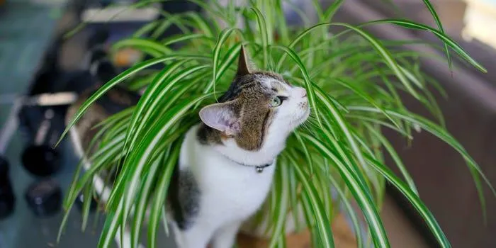 Houseplants Safe for Cats and Dogs – Non-Toxic Indoor Plant Guide for Pets image 3