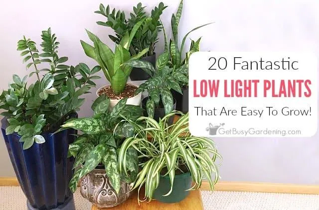 Great Plants for Low Light Conditions – Which Plants Tolerate Low Sunlight photo 2