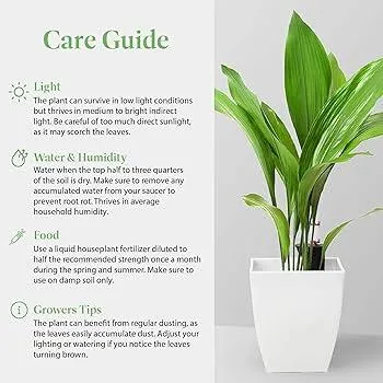 What Indoor Plants Can Survive with No Sunlight – A Guide to Low Light Houseplants image 2