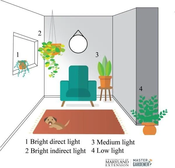 What Indoor Plants Can Survive with No Sunlight – A Guide to Low Light Houseplants image 4