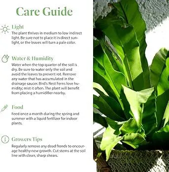 Plants That Thrive Without Sunlight: A Guide to Low-Light Indoor Plants image 0