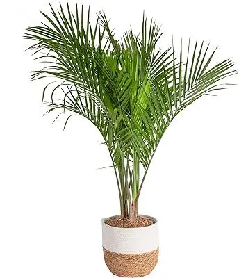 What Makes a Good Indoor Tree: Choosing the Best Houseplant Trees image 2