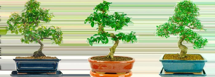 What Makes a Good Indoor Tree: Choosing the Best Houseplant Trees photo 0