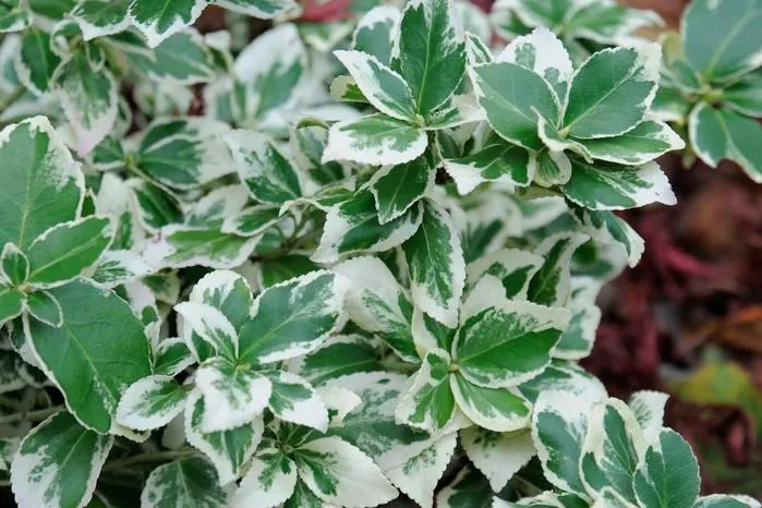 What are Variegated Plants? Different Types of Variegated Foliage Plants photo 4