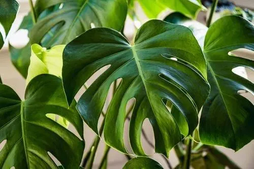 What Kind of House Plant Is This? Identifying Unknown Indoor Plants image 2