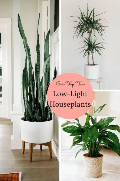 The Best Indoor Plants That Don’t Need Sunlight – Houseplants for Low Light Areas image 0