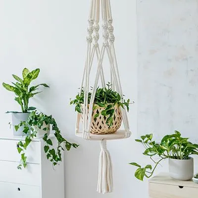 Plants that Drape – Choose the Right Hanging Plants for Your Space photo 3