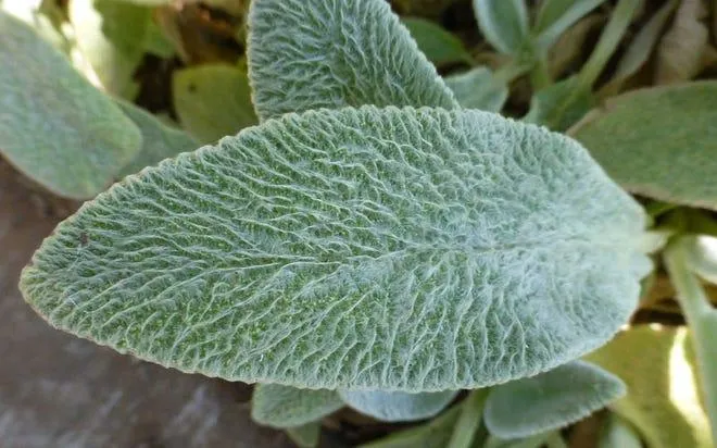 Velvety Leaves: Which Plant Has Soft, Fuzzy Textured Foliage? photo 4
