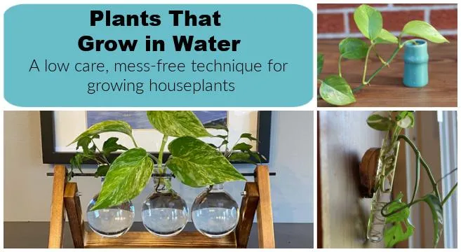 Popular Houseplants That Can Grow Without Soil – Plants That Thrive in Water photo 3