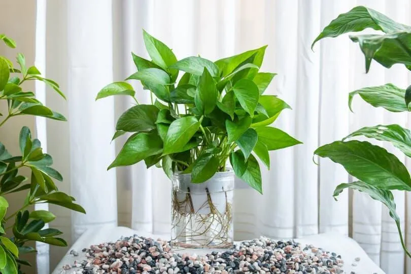 Popular Houseplants That Can Grow Without Soil – Plants That Thrive in Water photo 4