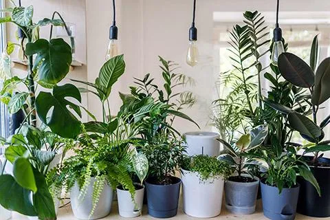 Best Indoor Plants to Bring Natural Beauty Inside Your Home photo 3