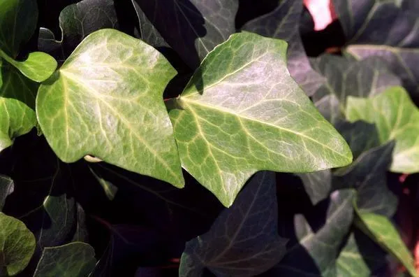 What’s Wrong With My Ivy Plant? Common Ivy Plant Problems and How to Fix Them