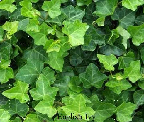 Where to Purchase English Ivy Plants – Best Places to Buy English Ivy photo 2