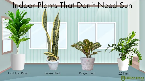 Which Plant Doesn’t Need Sunlight – Grow Indoor Plants Without Sun photo 0