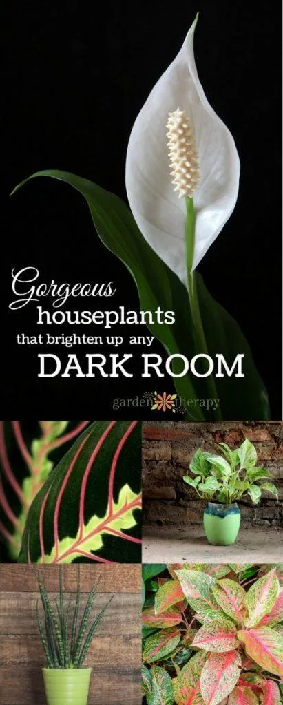 Which Plants Thrive Without Sunlight – Indoor Plants That Grow in the Dark image 3