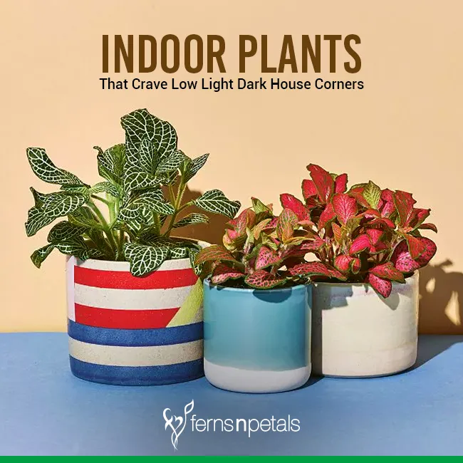 Which Plants Thrive Without Sunlight – Indoor Plants That Grow in the Dark image 4