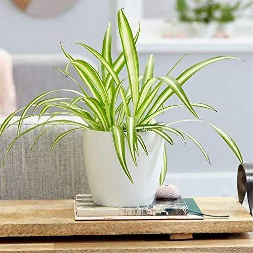 Best Indoor Plants to Grow at Home – Which Houseplants Thrive Inside image 0
