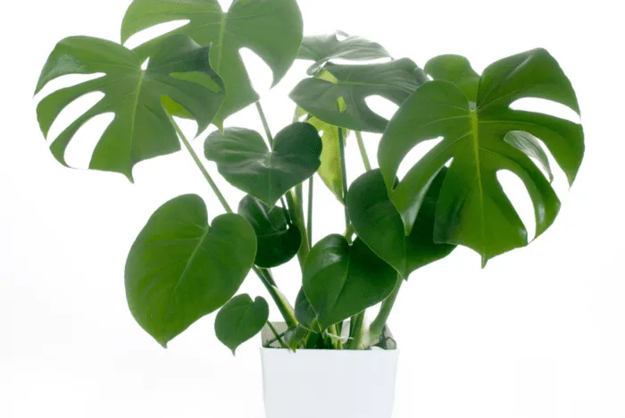 Care Tips for Keeping Your White Variegated Monstera Plant Healthy and Thriving photo 4