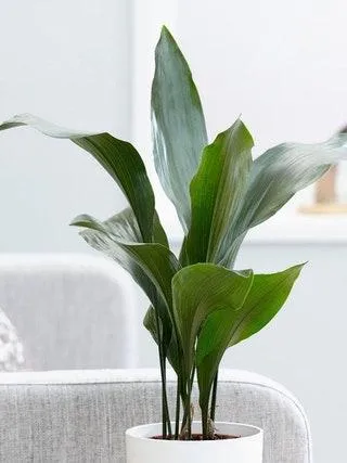 Why Indoor Plants Don’t Need Direct Sunlight – Easy Tips for Low Light Plant Care photo 0