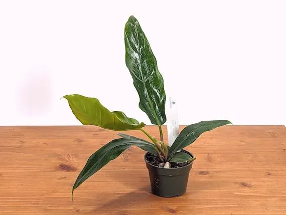 Why The Variegated Philodendron Billietiae Plant is so Expensive – Learn About its Rarity and Care Requirements image 2