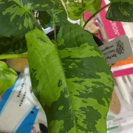Why The Variegated Philodendron Billietiae Plant is so Expensive – Learn About its Rarity and Care Requirements image 3
