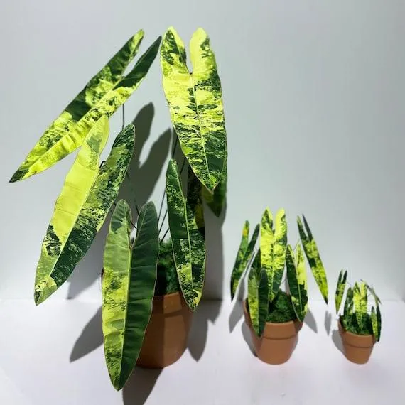 Why The Variegated Philodendron Billietiae Plant is so Expensive – Learn About its Rarity and Care Requirements image 4