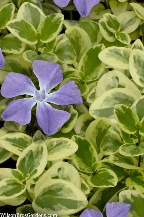 Why Variegated Plants Cost More – The Reasoning Behind Their Higher Price Tag photo 3