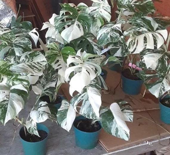Why Variegated Plants Cost More – The Reasoning Behind Their Higher Price Tag photo 4