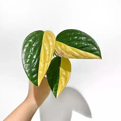 Yellow Variegated Monstera Care Guide: How to Grow and Care for a Yellow Variegated Monstera Plant image 2