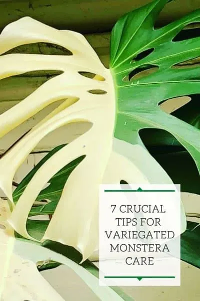 Yellow Variegated Monstera Care Guide: How to Grow and Care for a Yellow Variegated Monstera Plant image 3