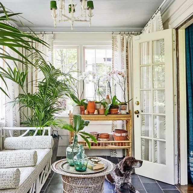 Top 10 Popular Indoor Plants – Beautiful Green Indoor Decor photo 0