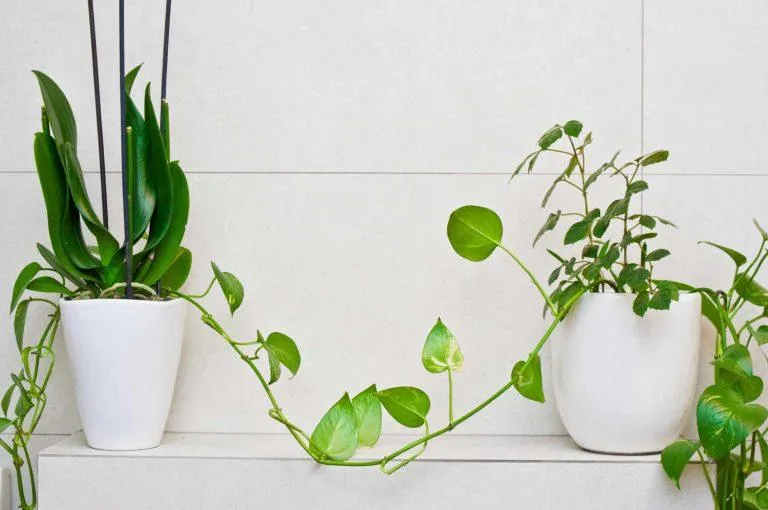 The Best Hanging Plants to Add Beauty and Life to Your Home
