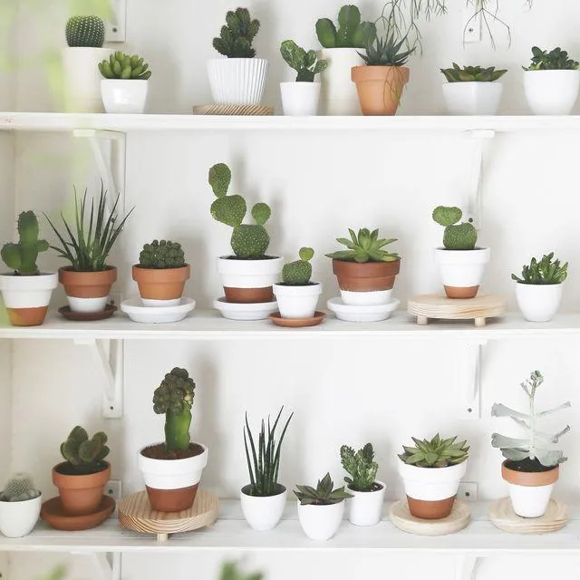 Pretty Indoor Plants You Can Grow at Home