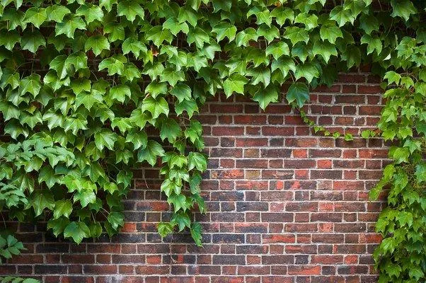 How to Propagate English Ivy – Tips for Growing More Ivy Plants image 3