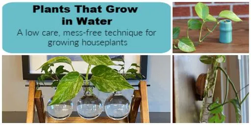 How to Propagate Ivy in Water for Gorgeous Houseplants image 2
