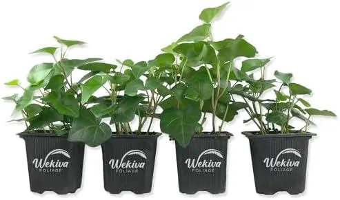 How to Propagate Ivy in Water for Gorgeous Houseplants image 4