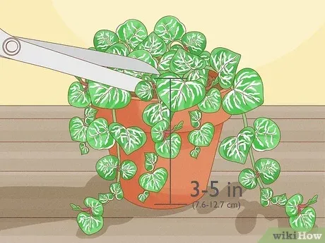 How to Propagate String of Hearts Plants: A Step-by-Step Butterfly Method image 2