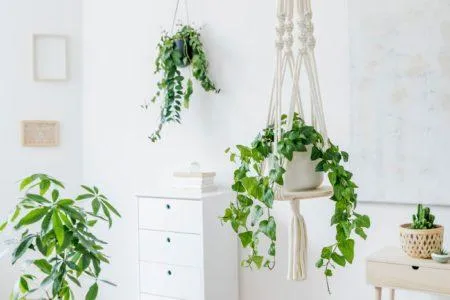 How to Properly Water Hanging Plants Indoors – Tips for Watering Indoor Hanging Plants photo 2