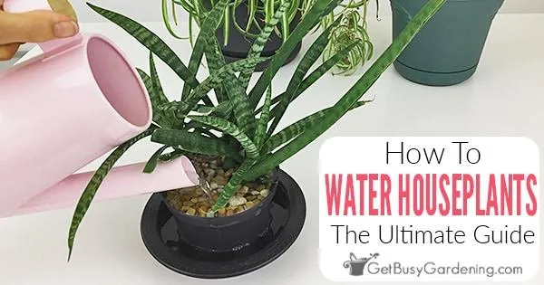 How to Properly Water Hanging Plants Indoors – Tips for Watering Indoor Hanging Plants
