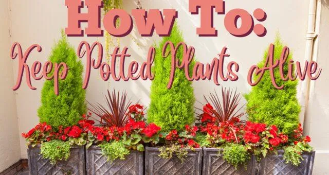 The 8 Easiest Hanging Plants That Anyone Can Keep Alive image 4