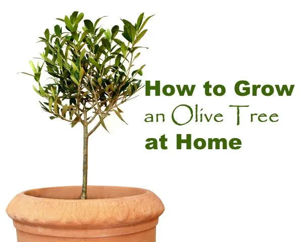 How to Grow Trees Indoors: Tips for Planting and Caring for House Trees photo 2